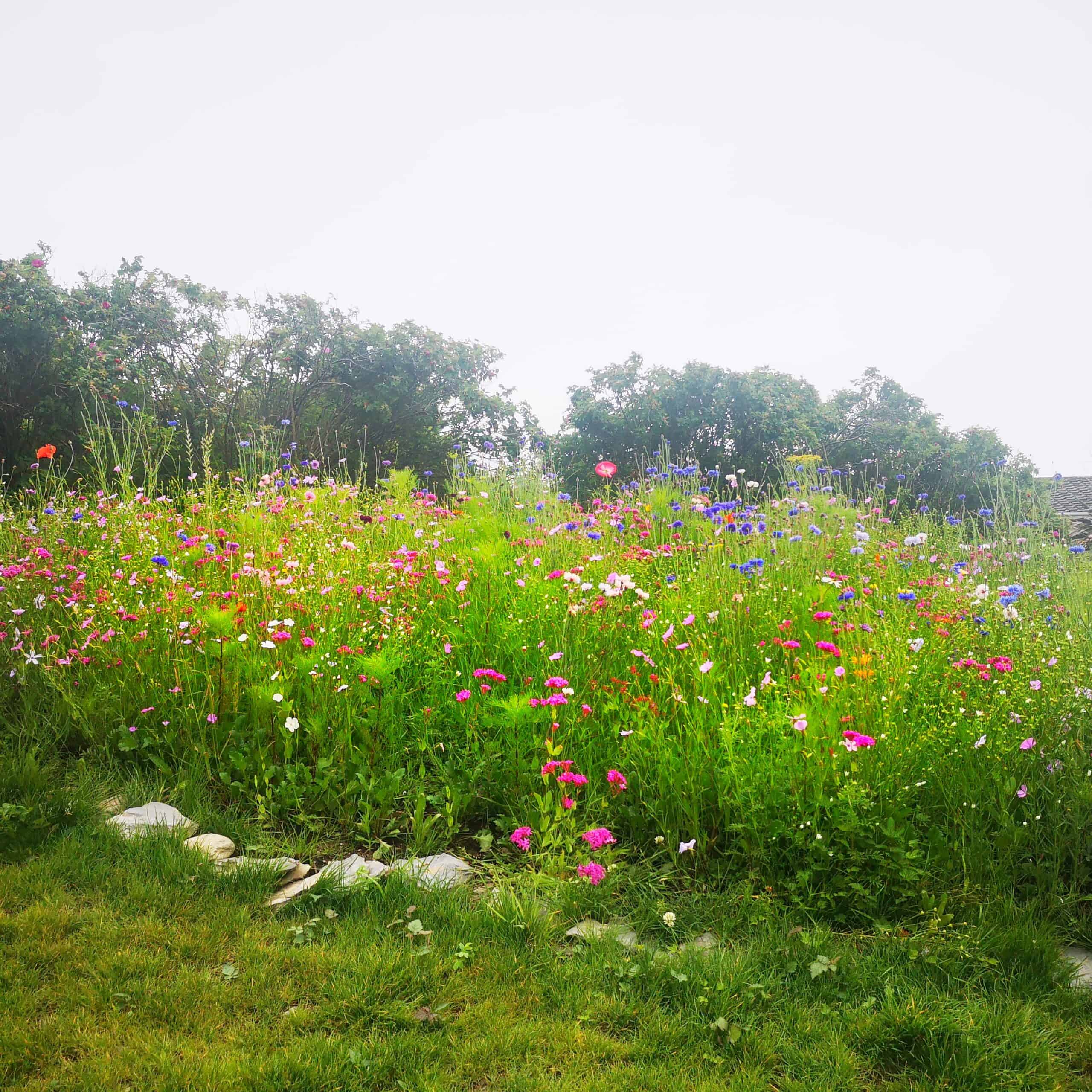 Irish Wildflower Seedbombs