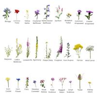native pollinator wildflower mix