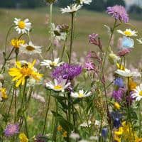 native pollinator wildflower mix