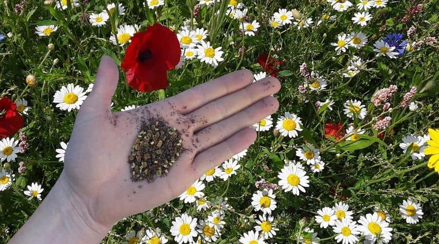 native pollinator wildflower mix